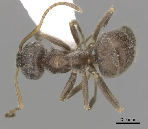 Lasius paralienus - CASENT0280451