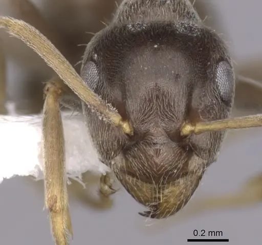Lasius paralienus - CASENT0280451