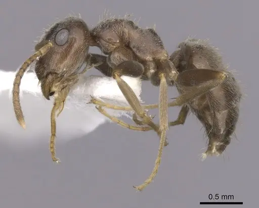 Lasius paralienus - CASENT0280451
