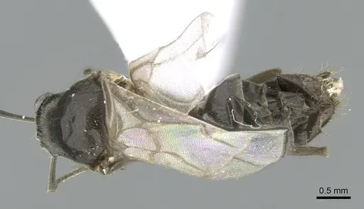 Lasius paralienus - CASENT0906117