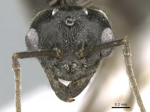 Lasius paralienus - CASENT0906117