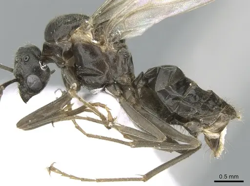 Lasius paralienus - CASENT0906117