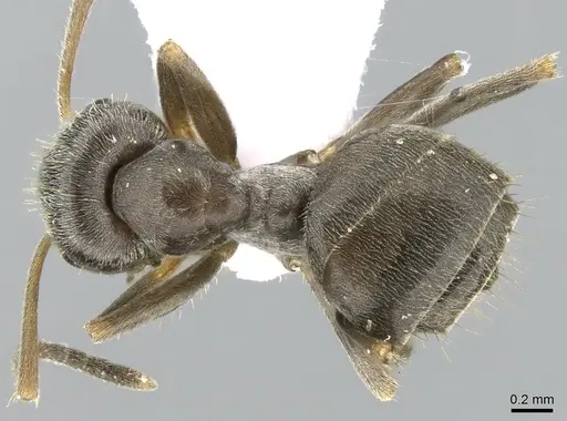 Lasius paralienus - CASENT0906118
