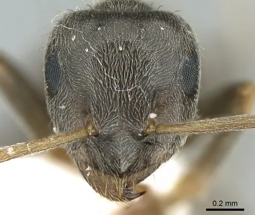 Lasius paralienus - CASENT0906118