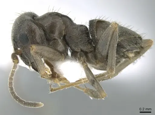 Lasius paralienus - CASENT0906118