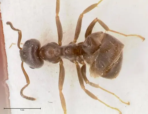 Lasius paralienus - FOCOL0751