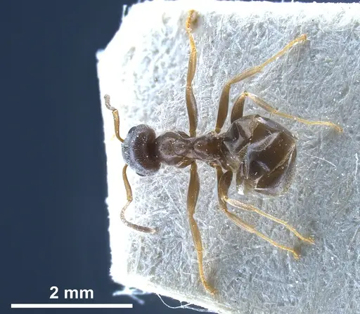 Lasius paralienus - FOCOL0751