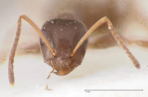 Lasius paralienus - FOCOL0751
