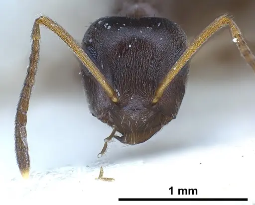 Lasius paralienus - FOCOL0751