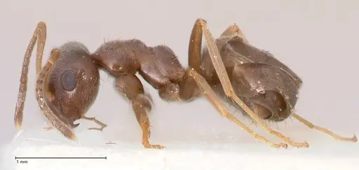 Lasius paralienus - FOCOL0751