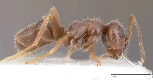 Lasius paralienus - FOCOL0751