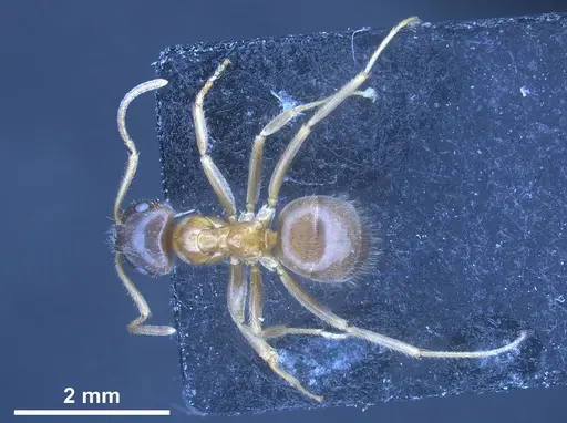 Lasius persicus specimen