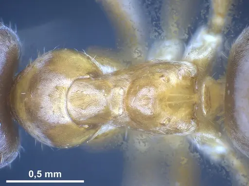 Lasius persicus specimen