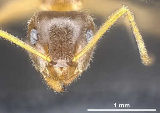 Lasius persicus specimen