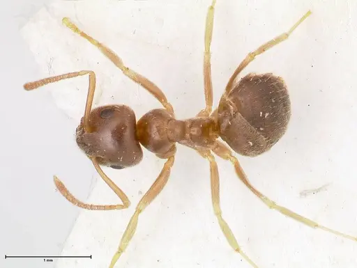 Lasius piliferus specimen