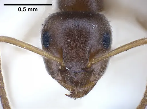 Lasius piliferus - FOCOL0753