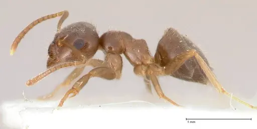 Lasius piliferus - FOCOL0753
