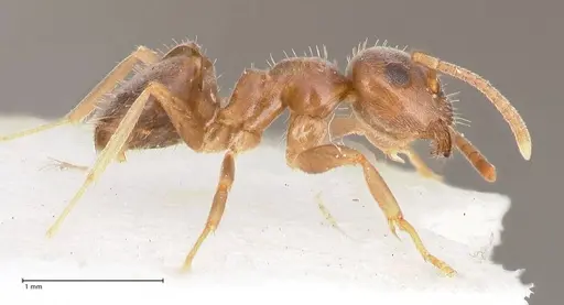 Lasius piliferus - FOCOL0753