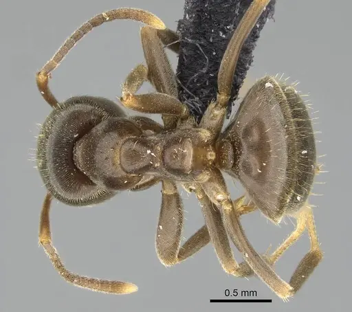 Lasius piliferus - KG03097-2