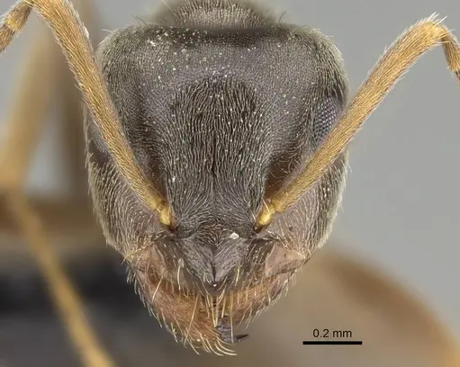 Lasius piliferus - KG03097-2