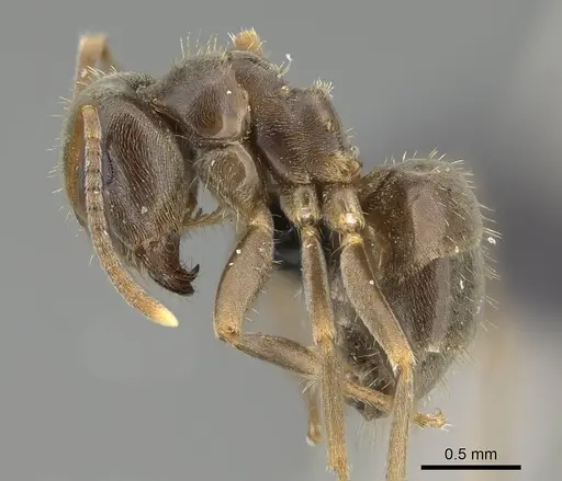 Lasius piliferus - KG03097-2