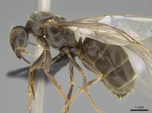 Lasius piliferus - KG03097-3