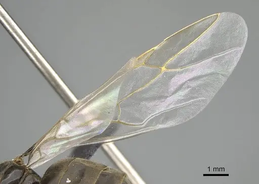 Lasius piliferus - KG03097-3