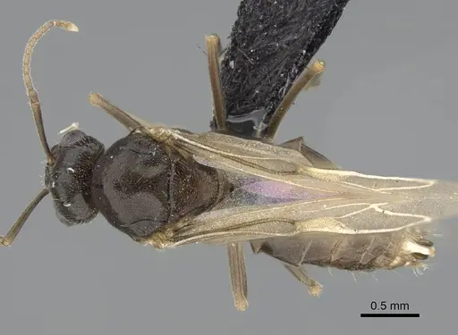 Lasius piliferus - KG03097-4