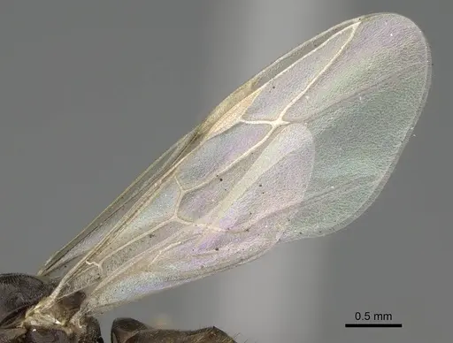 Lasius piliferus - KG03097-4