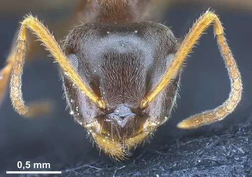Lasius platythorax specimen