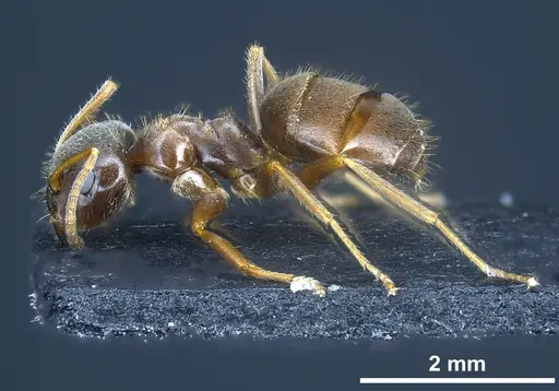 Lasius platythorax specimen