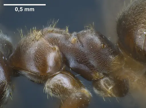 Lasius platythorax specimen