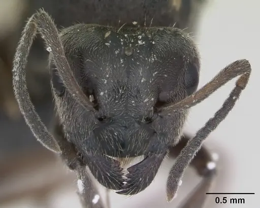 Lasius platythorax - CASENT0172748