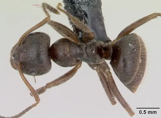 Lasius platythorax - CASENT0172767