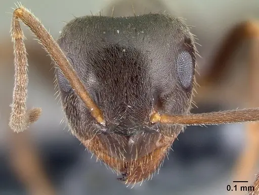 Lasius platythorax - CASENT0179600