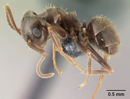 Lasius platythorax - CASENT0179600