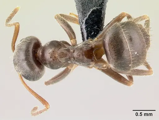 Lasius platythorax - CASENT0179887