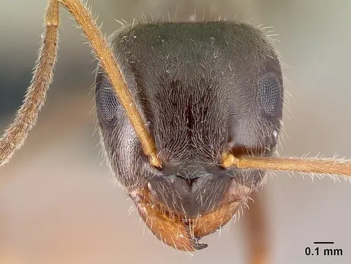 Lasius platythorax - CASENT0179887