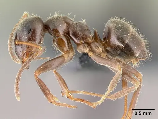 Lasius platythorax - CASENT0179887