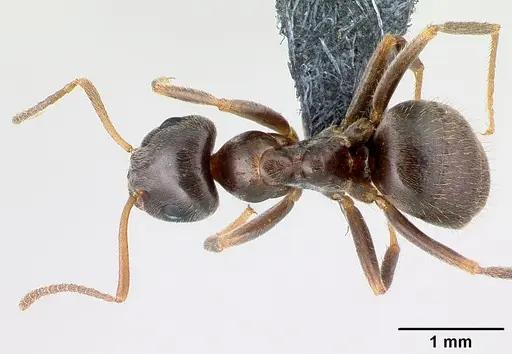 Lasius platythorax - CASENT0179925