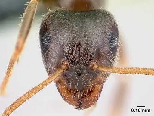 Lasius platythorax - CASENT0179925