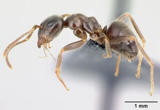 Lasius platythorax - CASENT0179925