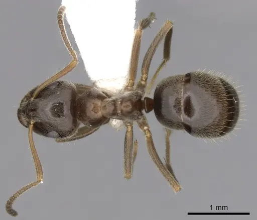 Lasius platythorax - CASENT0280446