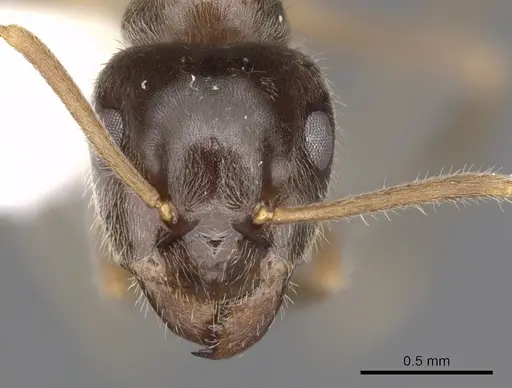 Lasius platythorax - CASENT0280446