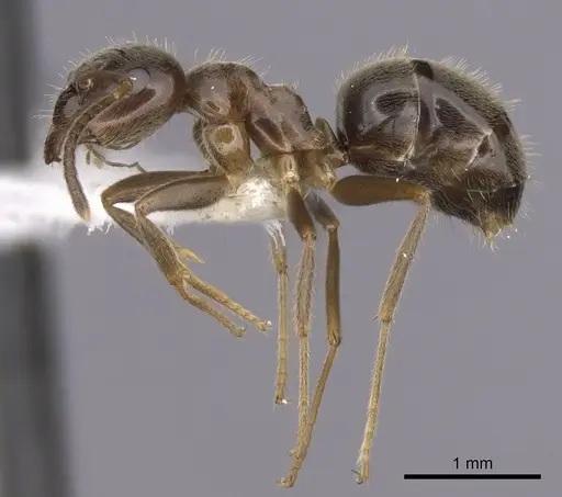 Lasius platythorax - CASENT0280446