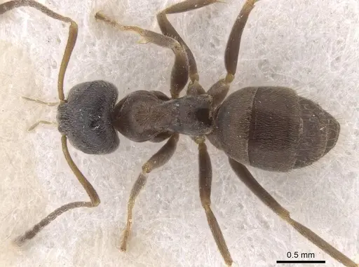 Lasius platythorax - CASENT0913673