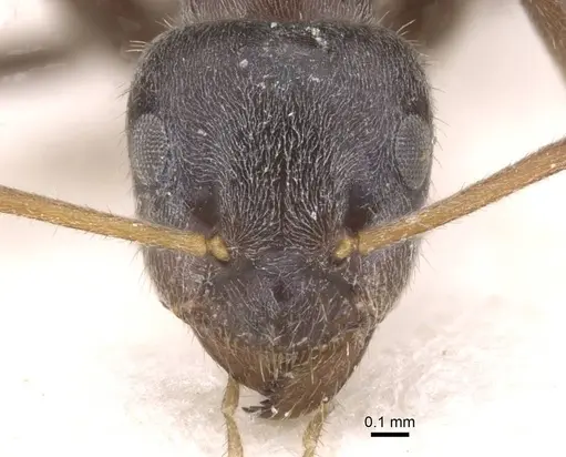 Lasius platythorax - CASENT0913673