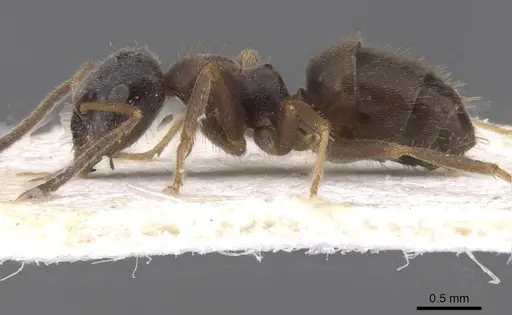 Lasius platythorax - CASENT0913673