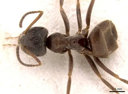 Lasius platythorax - CASENT0915593