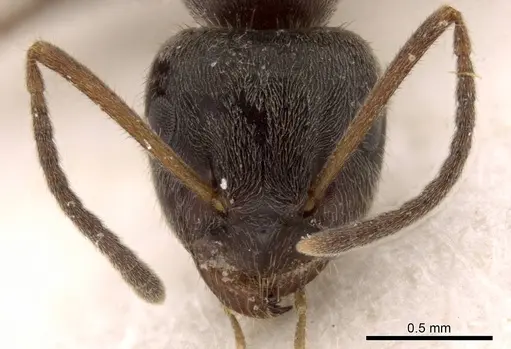 Lasius platythorax - CASENT0915593